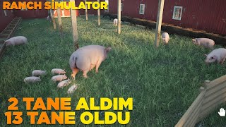 DOMUZCUKLAR DOĞURDU KÜÇÜK KÜÇÜK DOMUZCUK OLDU RANCH SİMULATOR 3 [upl. by Araik293]