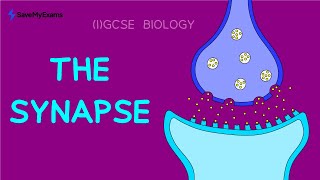 The Synapse in 2 Minutes  GCSE amp IGCSE Biology Revision 2024 [upl. by Nnylakcaj183]