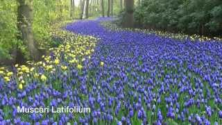 Muscari Latifolium  Grape Hyacinth Bulbs from Holland [upl. by Nnaeiram]