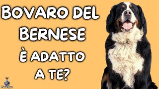 Bovaro del Bernese Cosa Sapere [upl. by Penland]