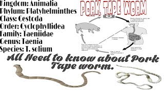 Pork Tape Worm Taenia solium Morphology Life Cycle  and complete notes [upl. by Baldridge]