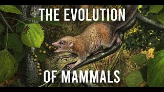 The Evolution of Mammals [upl. by Palma302]