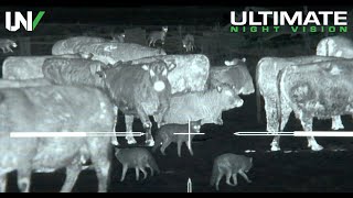 Thermal Predator Hunting  45 Coyotes Down with the IR Hunter MKIII [upl. by Nealey]