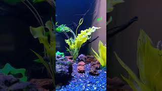 nature oceanarium aqarium relax fish relaxing entertainment youtubeshorts [upl. by Tommie]