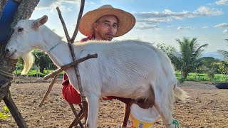 Criação de cabras leiteira no município de Monte das GameleirasRN [upl. by Eitsim240]