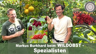 Zum SELBSTVERSORGER  winterharte Zitrone winterharte exotisch schmeckende Indianerbanane WILDOBST [upl. by Brabazon415]