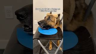 Watch how I apply eye ointment for my dog shorts cooperativecare dogtraining [upl. by Newo]