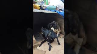 Saint Bernard dog attack moddog doglover dogattack pets csm csmpetsworldshorts viral [upl. by Omsare]