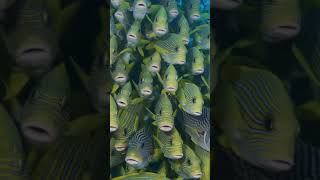 😃 Coral reef fish 😃 srilanka travel animals fish coral coralreef coralreeffishes [upl. by Ursel]