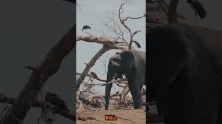 Trunks Tummies and Tumbles Hilarious Facts About Elephants You Never Knew [upl. by Annahahs]