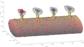 Stochastic diffusion of receptors on dendritic membrane with simulated actin dynamics in spines [upl. by Pestana596]