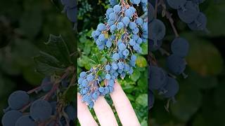 Foraging Wild Berries foraging wildberries [upl. by Eidna]