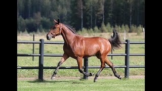 16 ROSA PARKS PELLINI MaharajahNeona Princess  Gigant Neo Åby Yearling Sale24 [upl. by Patin]