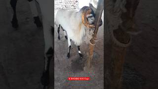 Bakrid Memories  Netaji Nagar Market goat sheep bakrid chennai india shorts reels [upl. by Hardin595]