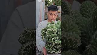 Extremely beautiful Opuntia Cylindrica Cristata dance video music plantmusic [upl. by Etteuqram112]