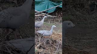 DÉBUT DE COUVAISON POUR LES OIES CÉRÉOPSE  🤩🥚🦆 [upl. by Aicatsan]