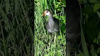 Juvenile Common Gallinule florida birds wildlife [upl. by Aihselef]