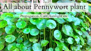 How to grow and care Pennywort plantcoin plantHydrocotyle RanunculoidesPennywort plant benefit [upl. by Llemaj]