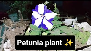 How to grow petuniaflower Gardening vlog newplants petunia gardeningplants Gardening with aabha [upl. by Leamaj]