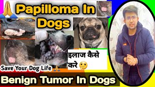 papilloma in dogs  canine papilloma  Tumor in dogs  डॉग मे गांठें 😳😳  जानिए क्या करे   SM [upl. by Aikam]