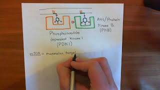 The Growth Factor Receptor and PI3K  AKT  mTOR Pathway Part 3 [upl. by Nolaj270]