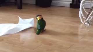 Little Bird Plays With Paper Towel [upl. by Dolora]