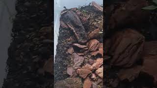 Trapjaw ants old set up terrarium ecosystem springtails lifefindsaway namesuggestions [upl. by Cannon]