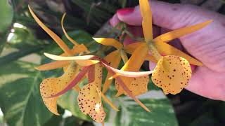 Miss Orchids Garden Dec3 2020 – Yellow Bird Orchid [upl. by Nuhsar470]