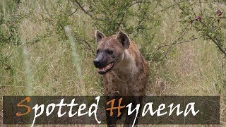 Spotted Hyaena Call Laugh amp Whoop  Crocuta crocuta  Stories Of The Kruger [upl. by Travus]