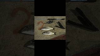 LRF İLEmırmır avı keşfet fishing kocaeli fish carpfishing lrf balık okuma [upl. by Adnawed894]