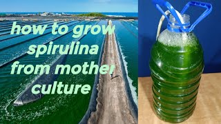 Modern Spirulina Farming Technology  Microalgae cultivation and harvest in a greenhouse [upl. by Tadeas842]