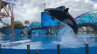 Sea World Orlando Montanhasrussas orcas e vida marinha [upl. by Neve]