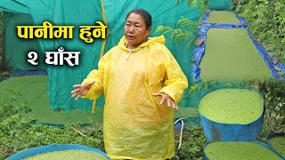 पानीमा हुने २ विशेष घाँस जुन पशुपन्छी पाल्ने किसानले लगाउनै पर्छ  Mina Gurung [upl. by Natanhoj]