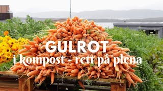 GULROT  I kompost  rett på plena [upl. by Stephanus843]