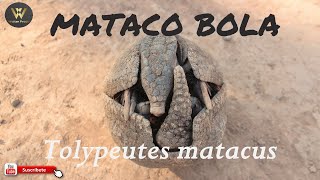 Mataco Quirquincho Bola Tatu Bolita o Corechi Tolypeutes matacus en SantiadodelEstero Argentina [upl. by Nylitak290]