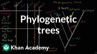 Understanding and building phylogenetic trees  High school biology  Khan Academy [upl. by Soigroeg235]