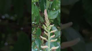 Aloe vera flower benefits viral shortvideos aloeveraflower laksmi [upl. by Florina]