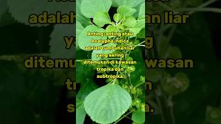 Tumbuhan herbal Antinganting  Acalypha indica ilmupengetahuan shortvideo shorts [upl. by Suidaht230]