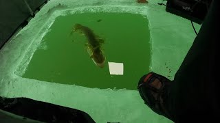 Mille Lacs Ice Fishing Report and Current Ice Conditions Christmas Pike Perch and Walleye [upl. by Reine]