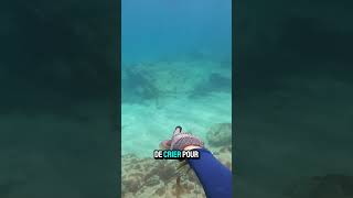 Les calamars 🦑 chassesousmarine fishing oceanfishing shortswithzita YouTubeCreatorCommunity [upl. by Lyndsay]