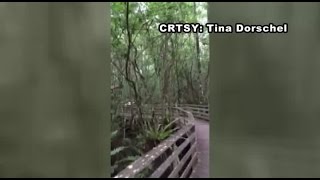 Panther on boardwalk at Corkscrew Swamp [upl. by Joleen]