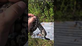 Bullsnake Going Home wildlife nature snake shorts [upl. by Raquel518]