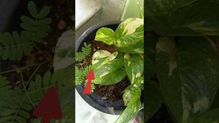 Top medicinal plantBhumiamlaorganic Aurbedicplant shortyuotubeshortsvideo Garden [upl. by Lilas948]