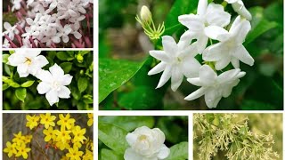 Jasminum Grandiflorum  Spanish Jasmine Royal jasmine jasmine white flowers outdoors fyp [upl. by Nylac]