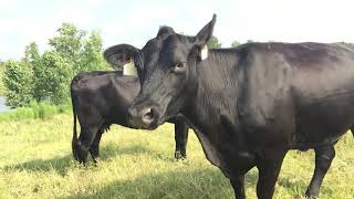 Deep Grass Graziers Spring calving young cows for sale [upl. by Lorelle350]