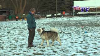 Alaskan Malamute Informationen zur Rasse [upl. by Annaerdna]