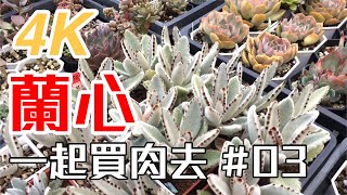 【一起買肉去】03 4K 蘭心花卉 帶大家逛多肉植物園子 買多肉buy succulents together part 3 [upl. by Dilly]