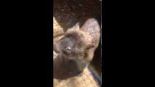 Tonka the Wombat Enjoys the Hose in the Heat [upl. by Ahsenaj]