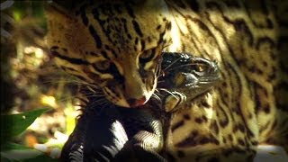 Ocelot kills an Iguana  Ocelote mata una iguana [upl. by Yornoc]