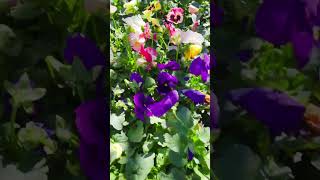 Stunning pansies here at Rockwell Farms Nursery [upl. by Oile]